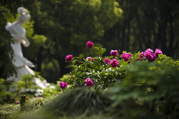Enjoy peony flowers in Shanghai and beyond