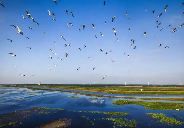 Chongming Dongtan Birds National Nature Reserve.jpg