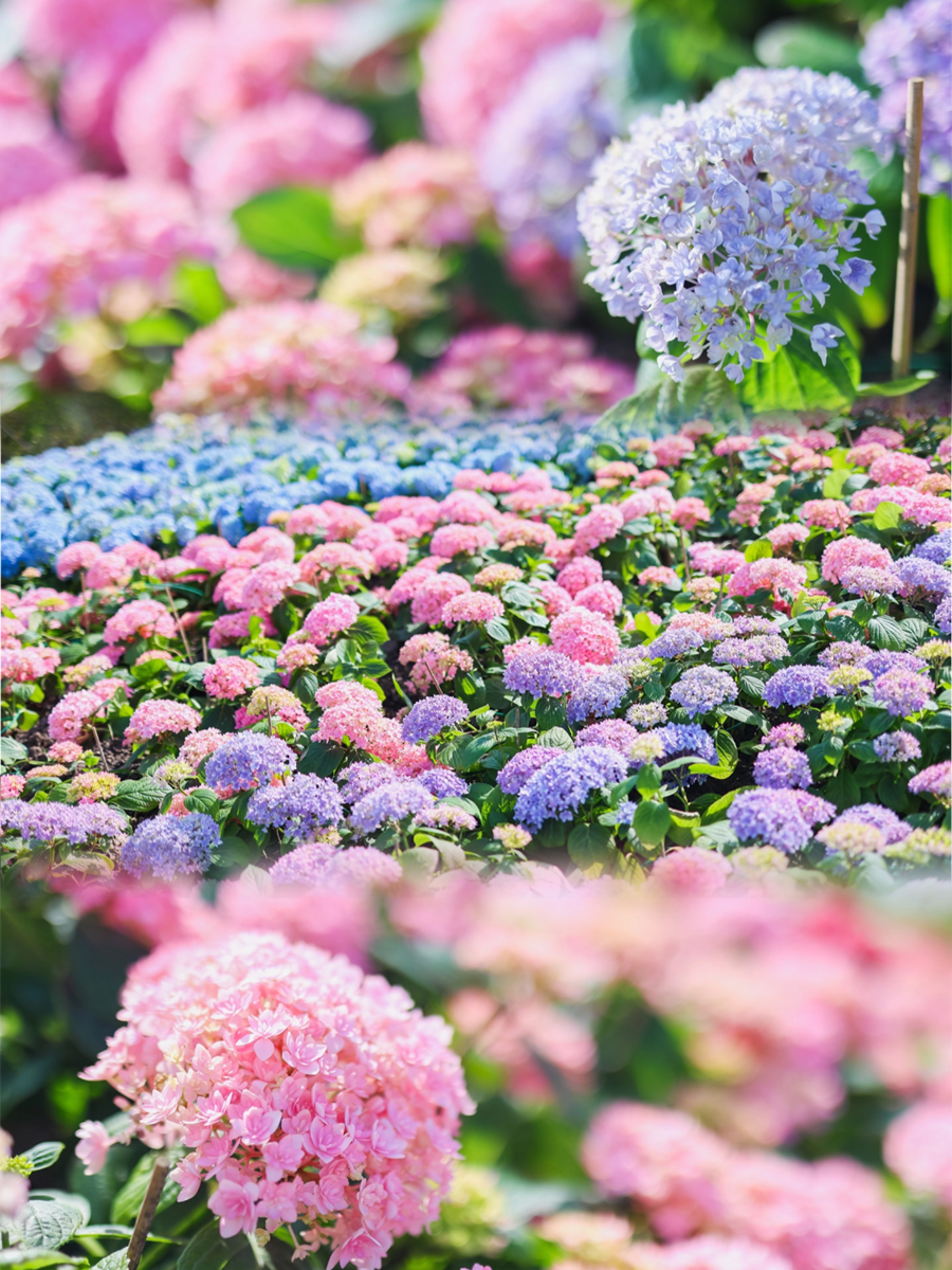 Colorful hydrangeas in the Taopu Central Greenbelt.png