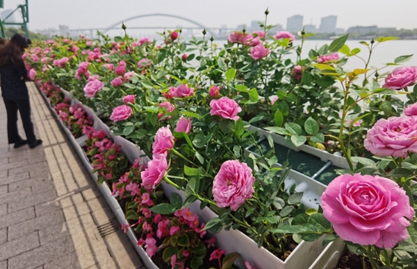 2024 Shanghai International Flower Show to kick off.jpg 2024 Shanghai International Flower Show to kick off.jpg