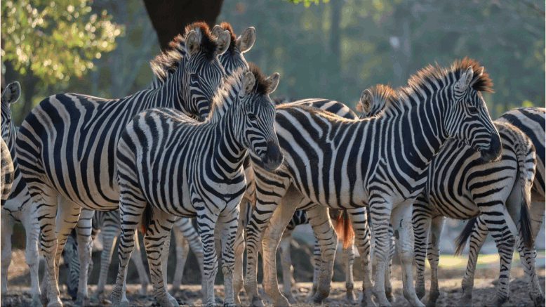 空白模板 (22).gif