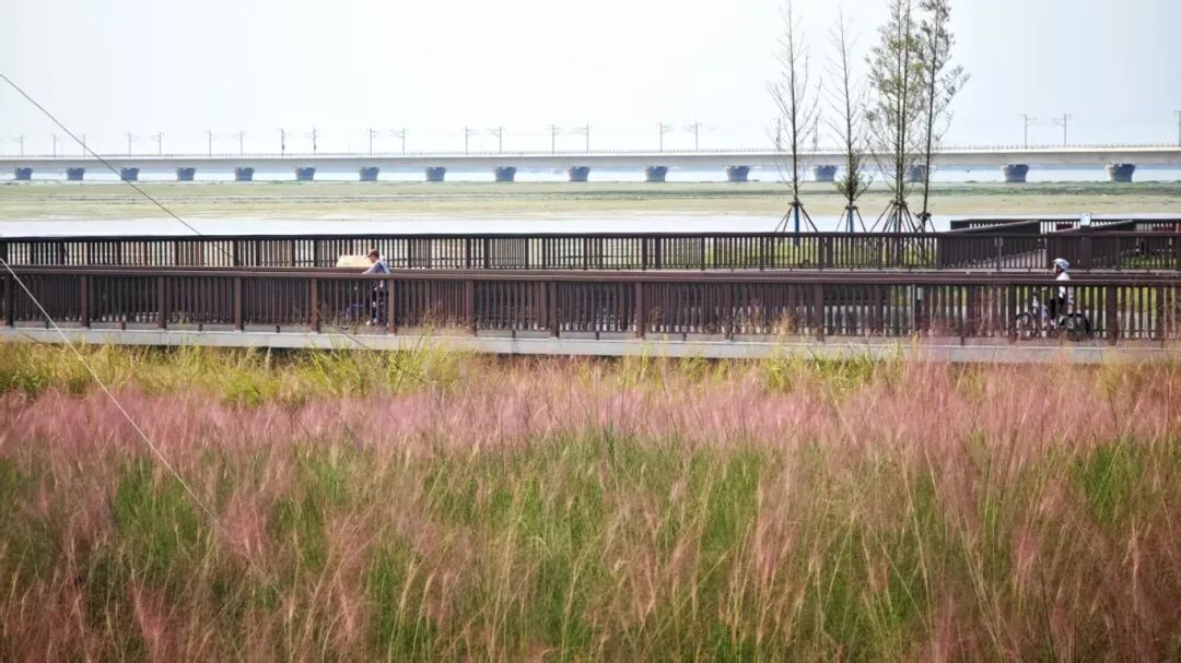 Pink muhly grass at Yuandang Lake.jpg