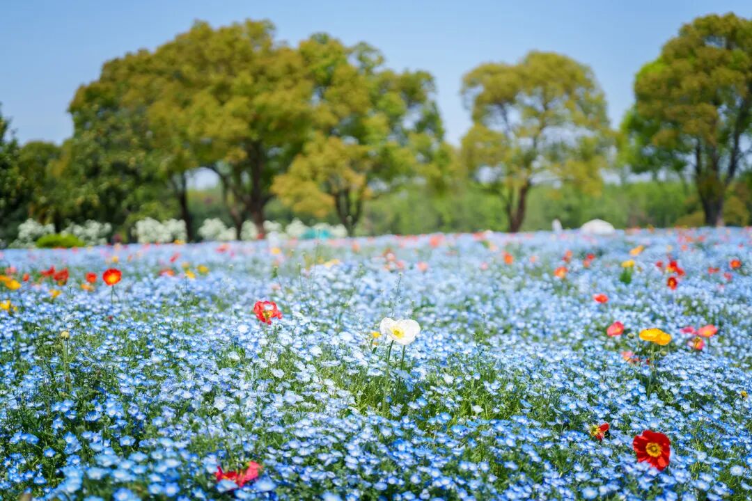 Spring outing for Qingming: Embrace the season in Shanghai
