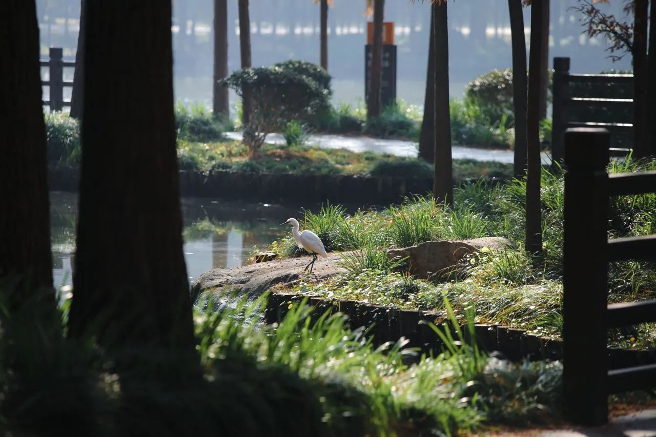 Bird (7).jpg