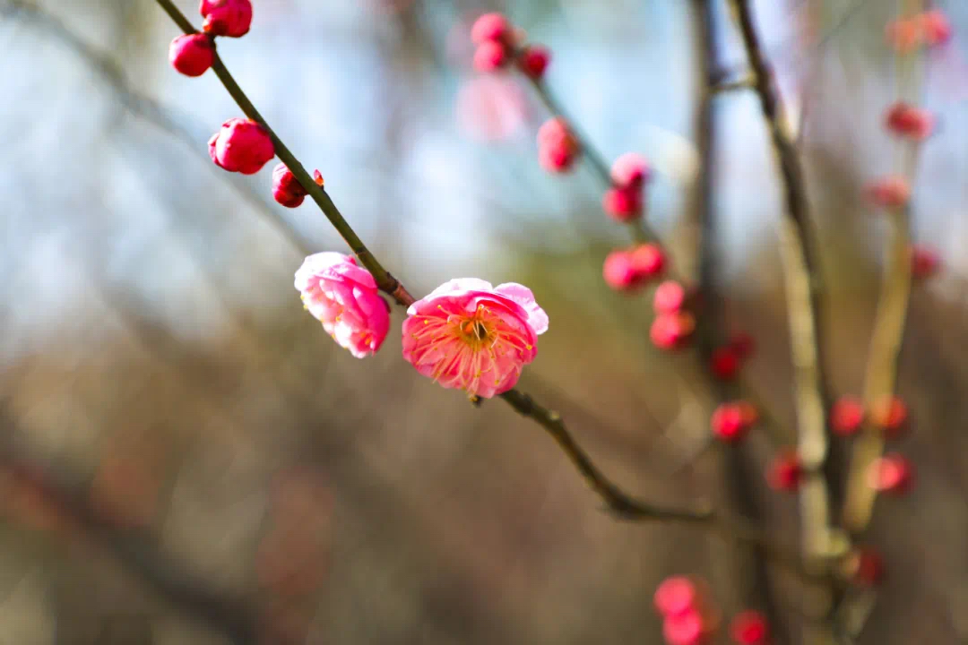 Plum blossom festival opens in Jinshan