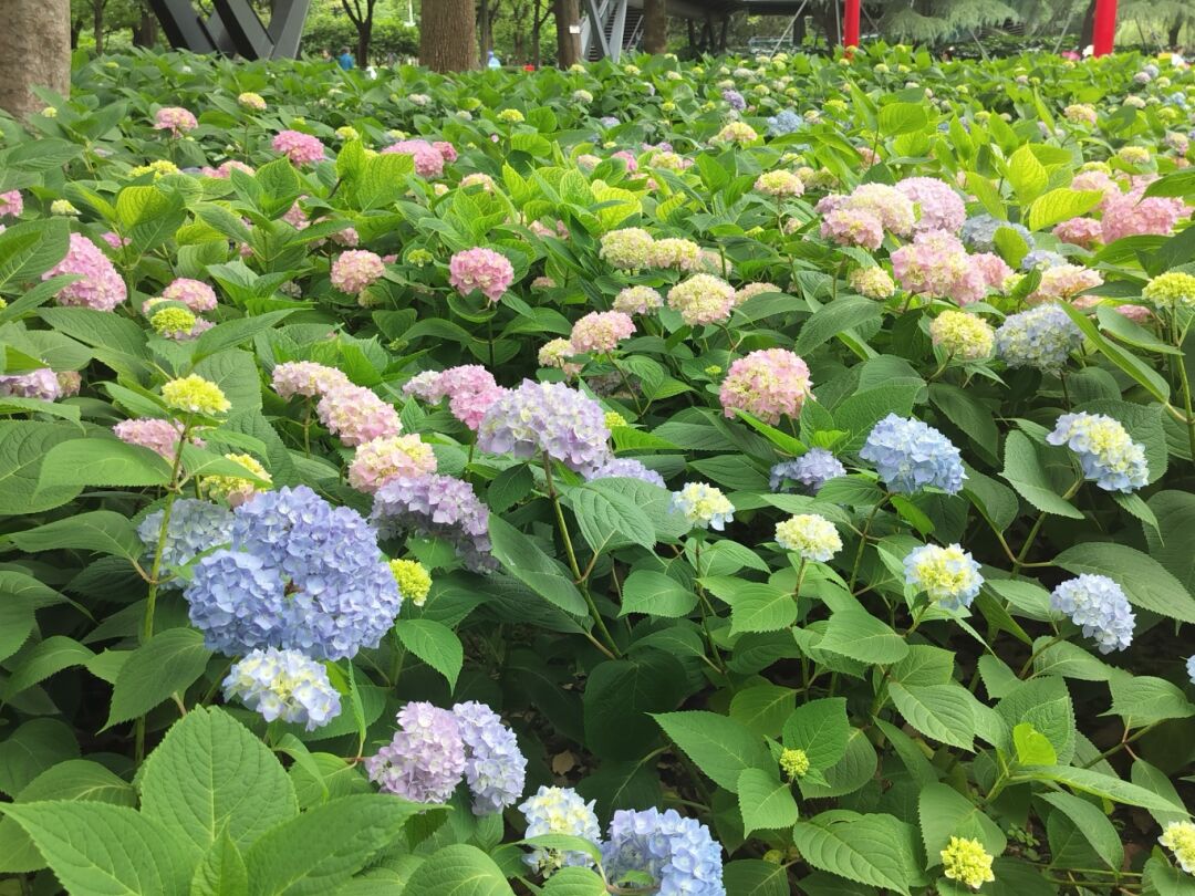 Xujiahui Park.jpg