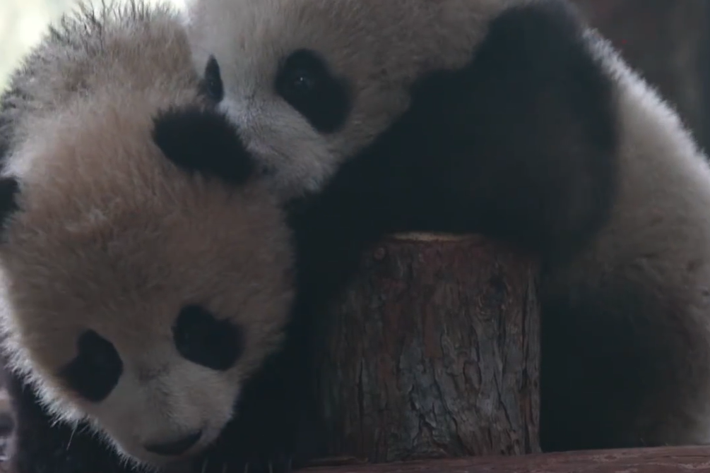 Twin panda cubs make public debut at Shanghai Wildlife Park