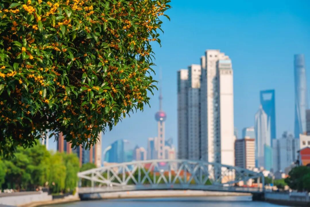 Shanghai enters sweet osmanthus season