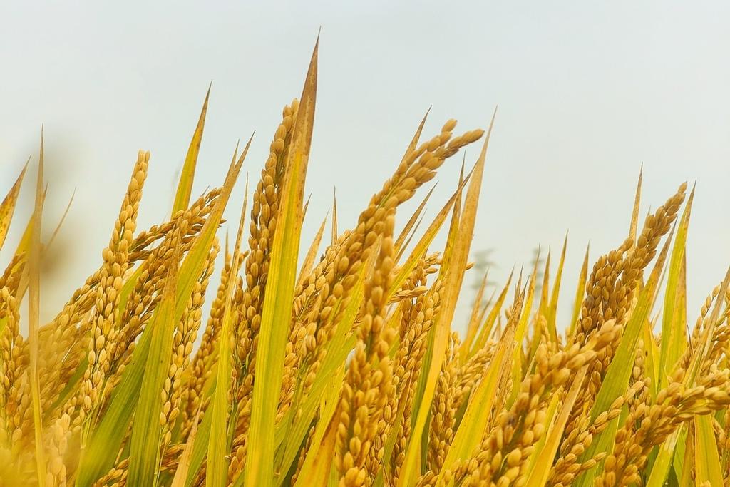 Genes key to increasing heat tolerance of grains