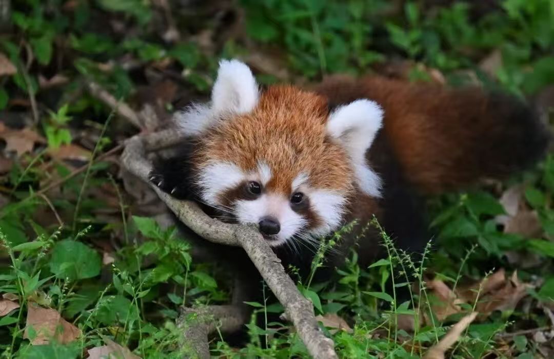 A red panda at the Shanghai Zoo.jpg