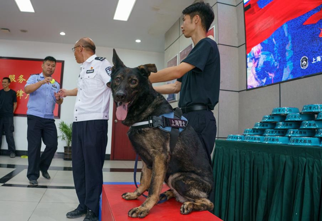 Police dogs showcase skills in Shanghai5.jpg Police dogs showcase skills in Shanghai5.jpg