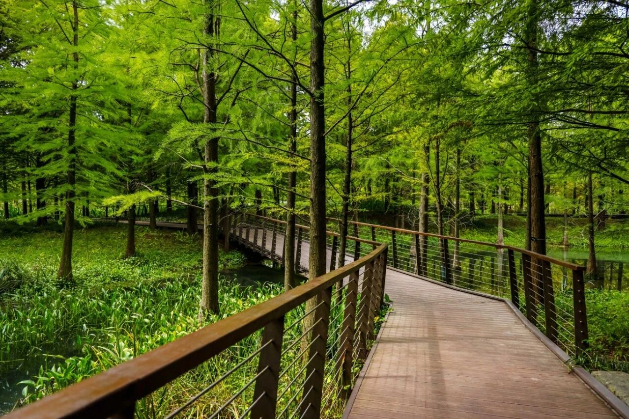 Shanghai opens 64-hectare urban forest near Qiantan