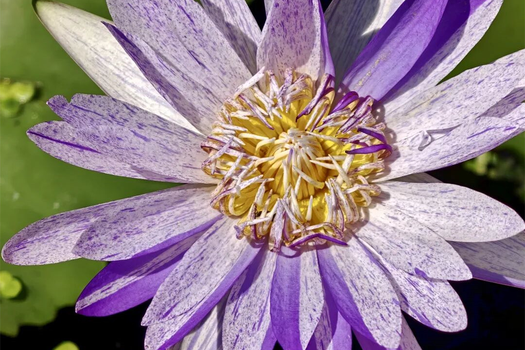 Award-winning water lilies on display in Pudong