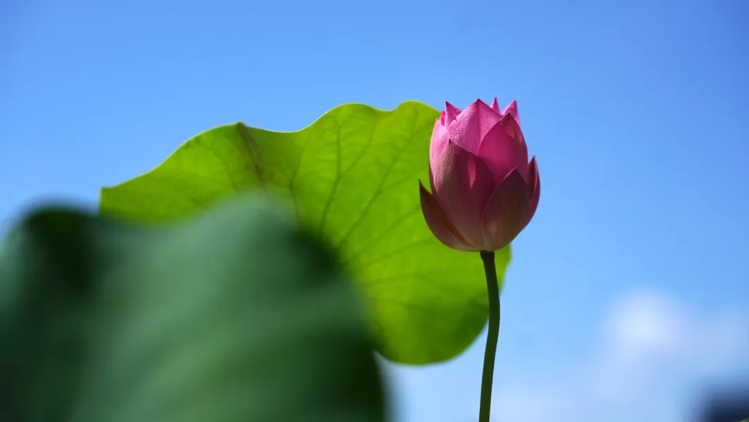 A tightly furled lotus bud prepares to bloom at the lotus exhibition.jpg