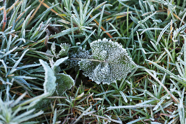 Frost's Descent: Late autumn and seasonal foods