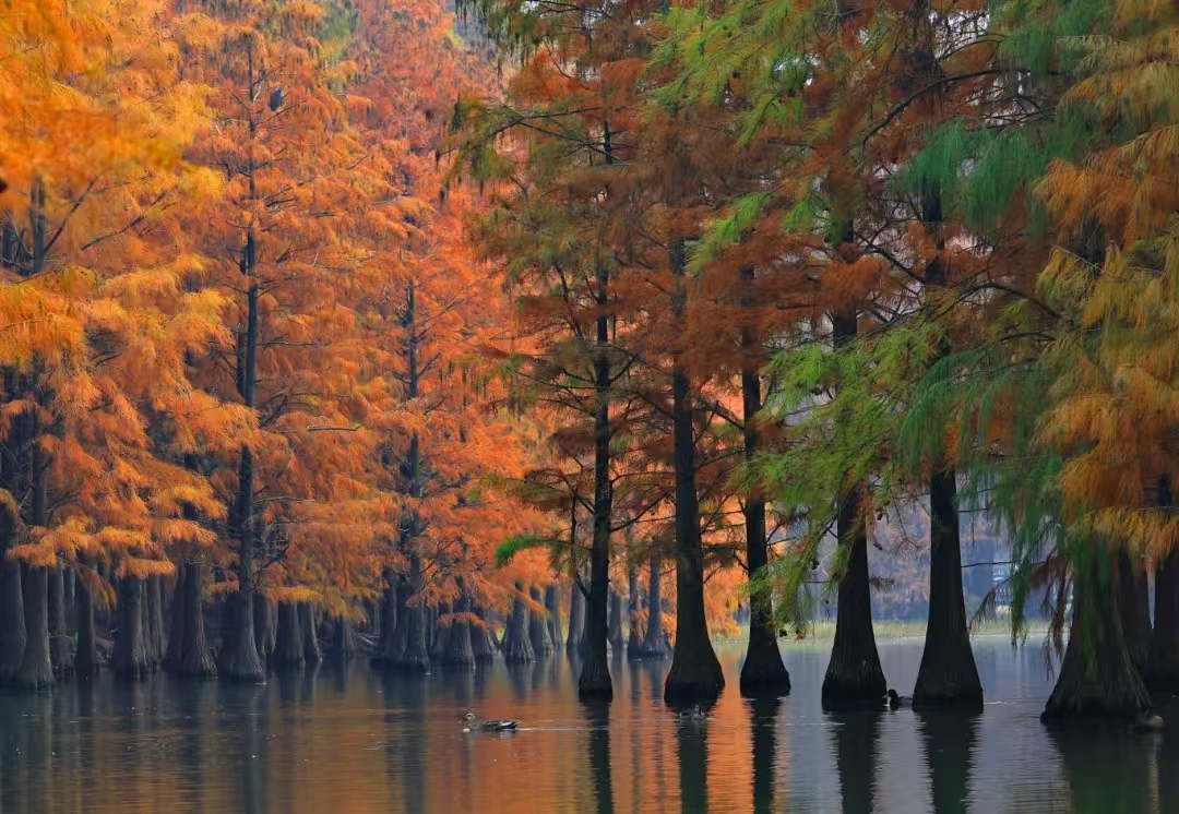 Discover enchanting dawn redwood forest in Qingxi Country Park