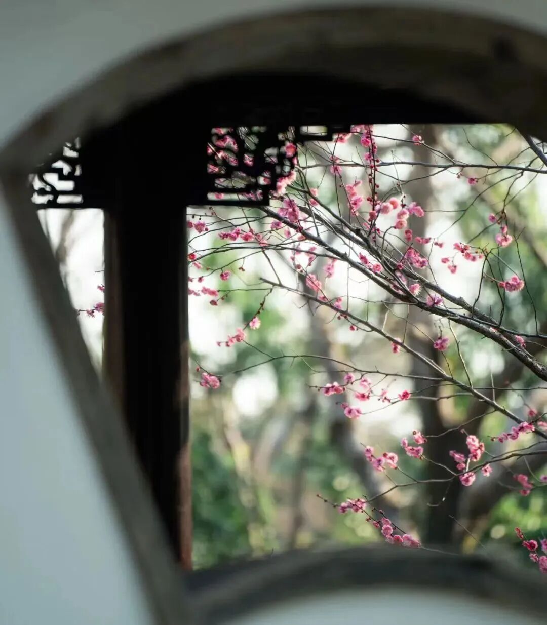 Plum blossoms framed by a fan-shaped opening in the garden wall..jpg