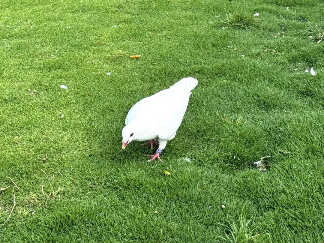 A pigeon pecks at food in the square.jpg