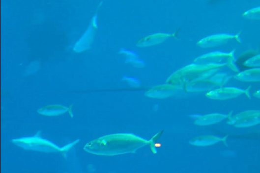 Meet 'Jinlin' — China's AI bionic fish!