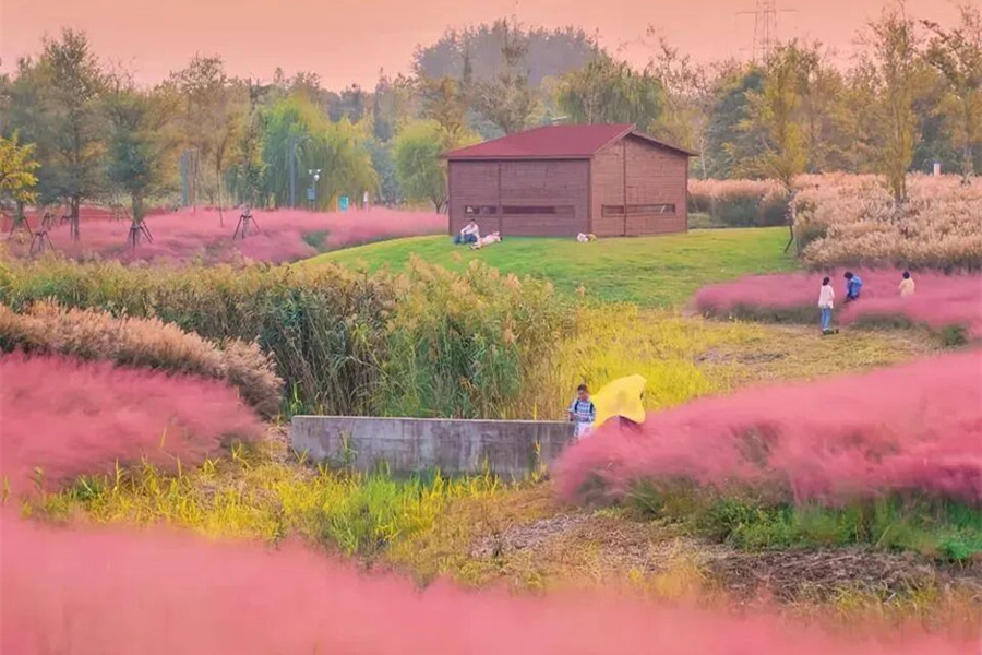 Shanghai's autumn palette: Journey through nature's masterpiece
