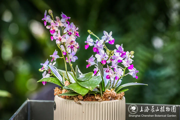 Sixth Shanghai International Orchid Show opens