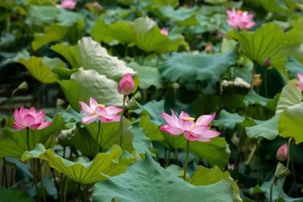 Guide to appreciating lotus flowers in Shanghai