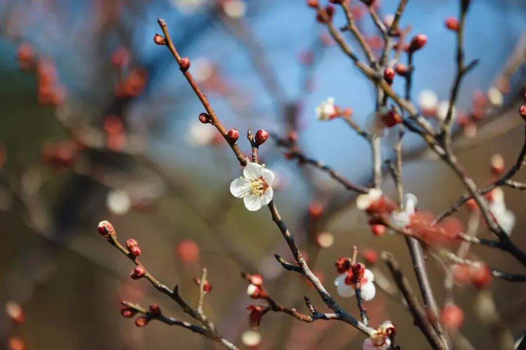 Early plum blossoms at Gucun Park..jpg