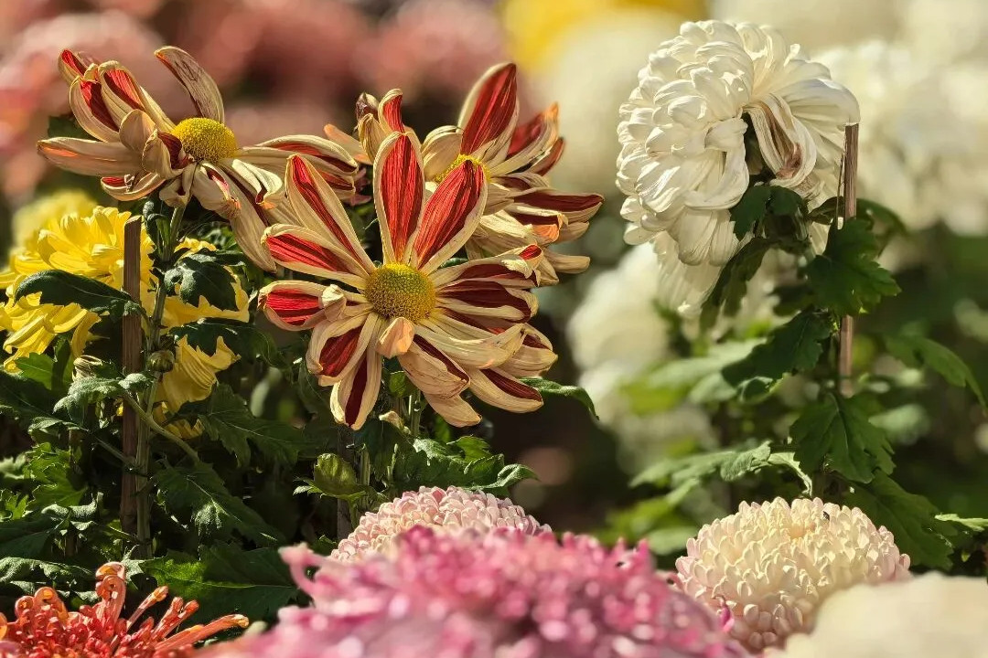 ICH chrysanthemum artistry on display in Putuo