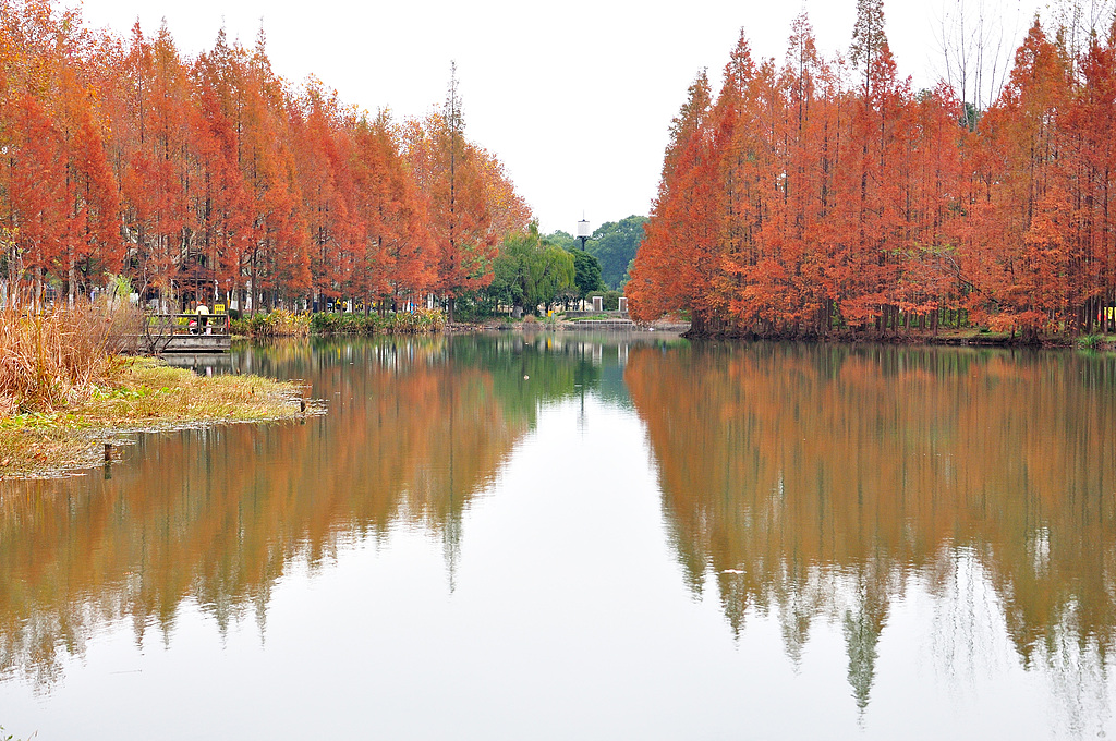 The redwood trees in Century Park, Shanghai, create a picturesque winter scene in December. .jpg