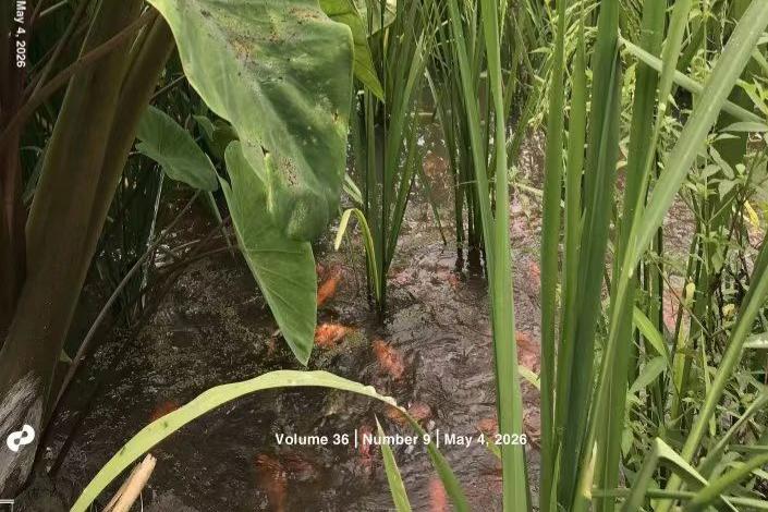 Rice-fish co-culture system hikes yields, study finds