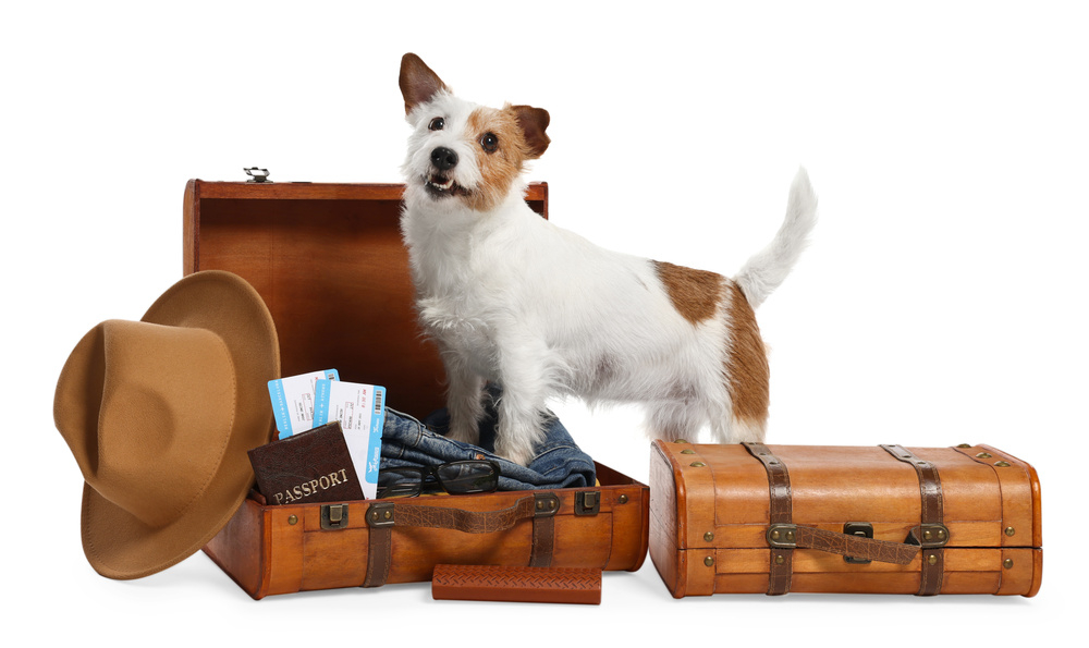 How to get a pet's health certificate for overseas travel