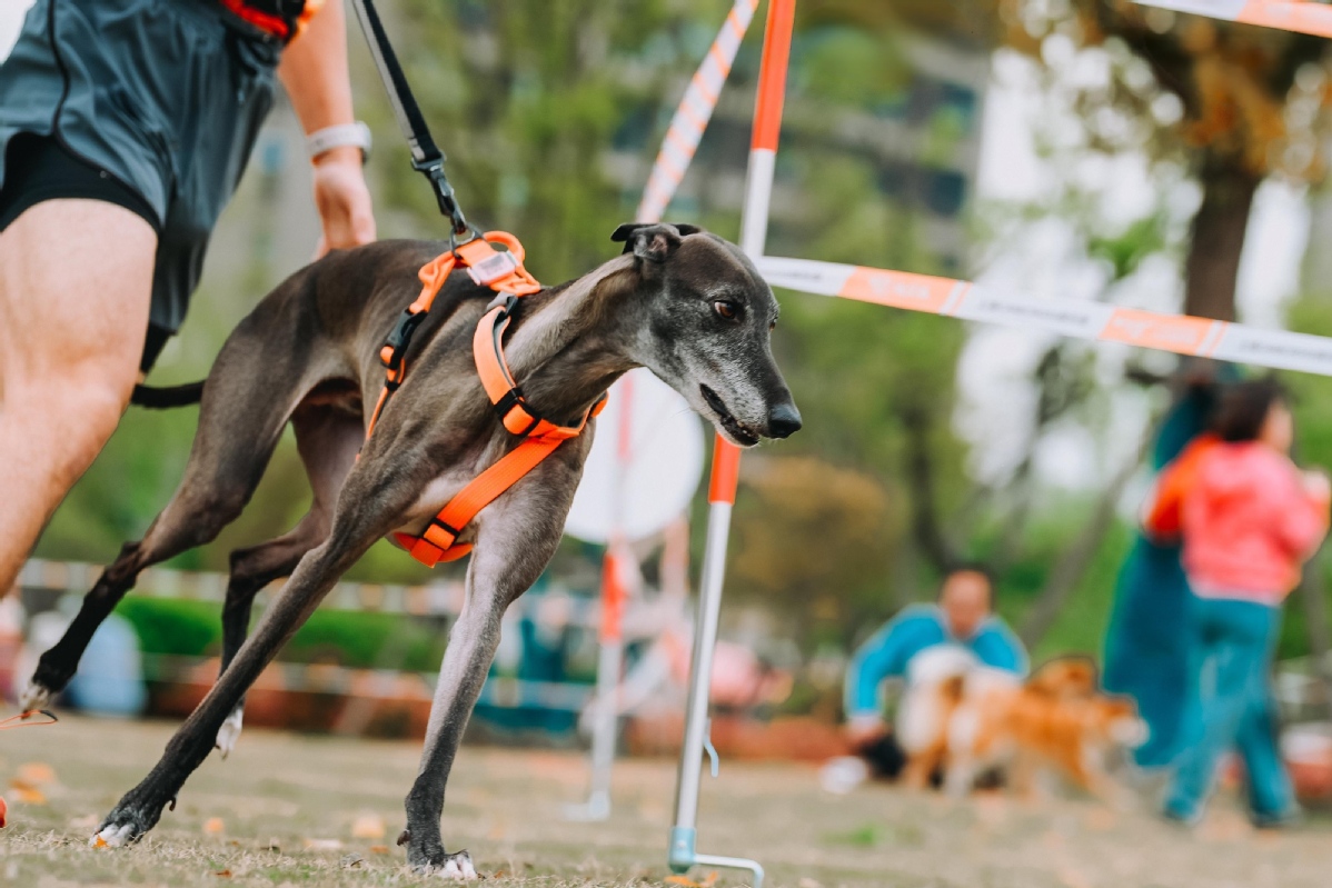 Over 100 teams participate in Shanghai leg of Canicross