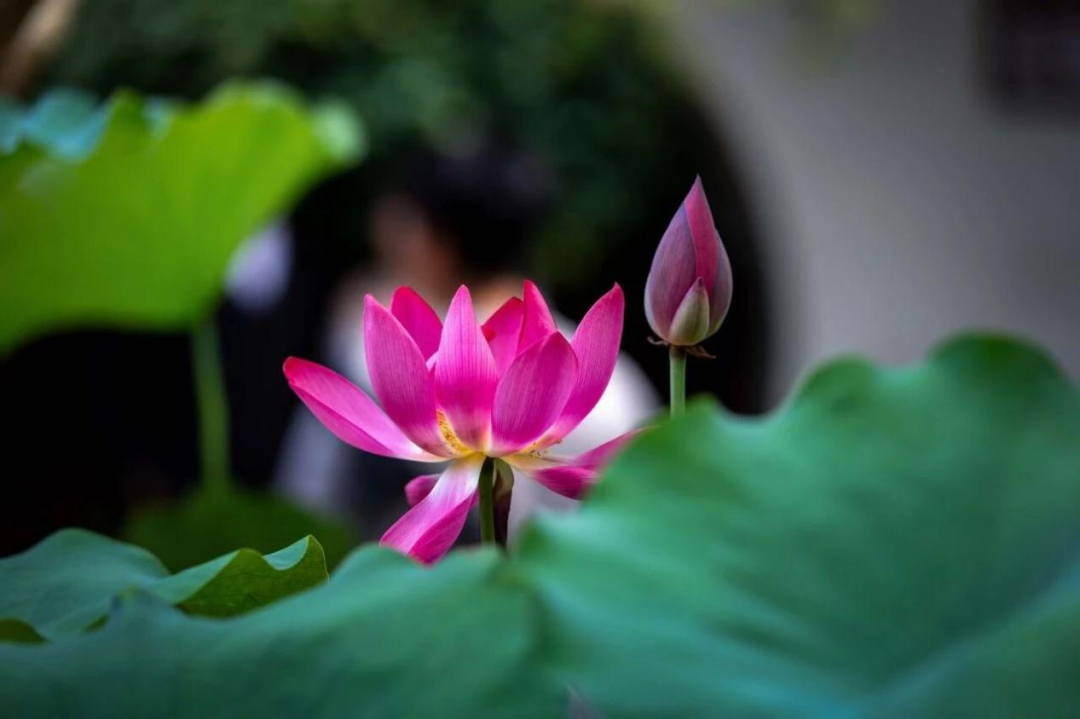 Zuibaichi Park lotus.png