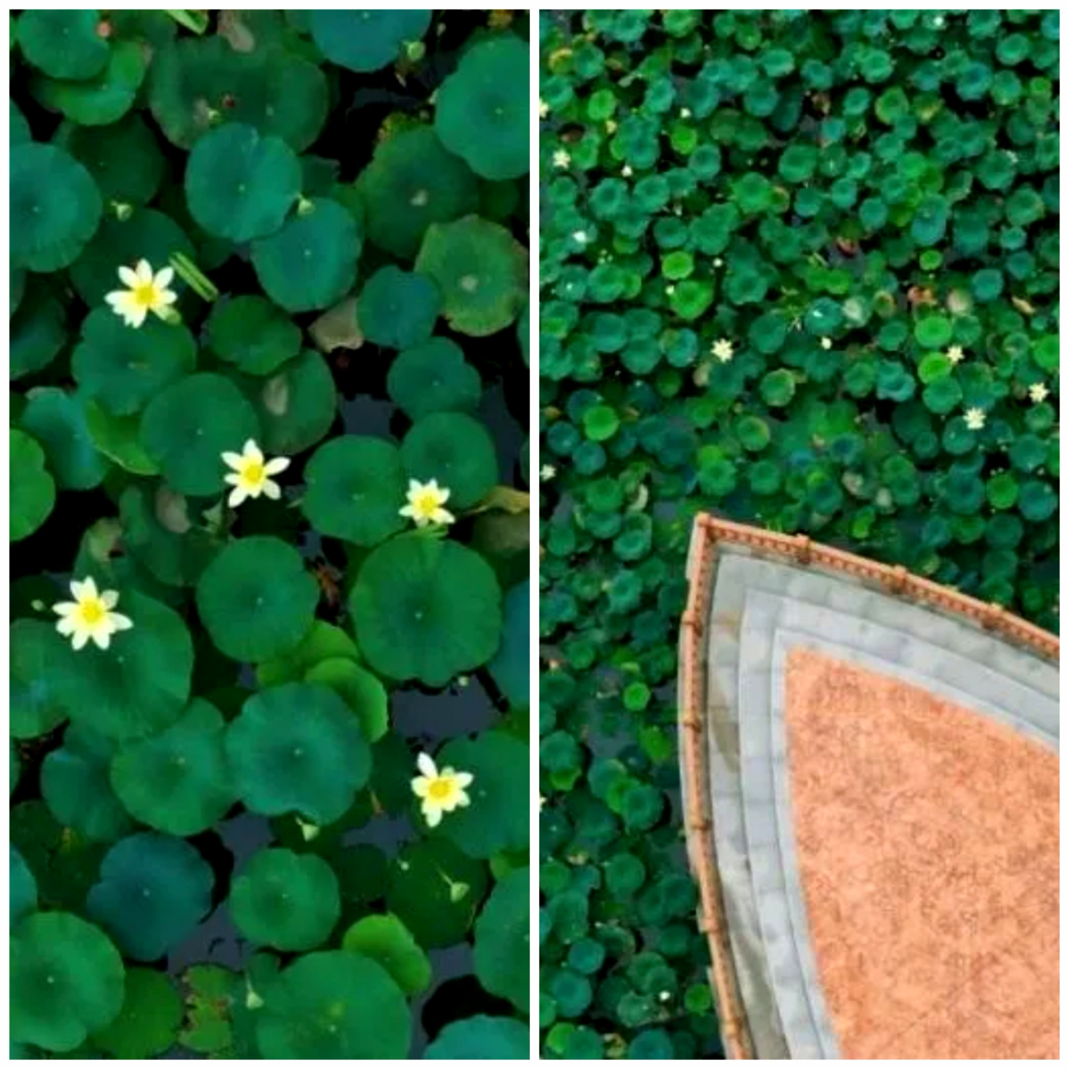 Lotus leaves stretch across the water at Gucun Park..jpg