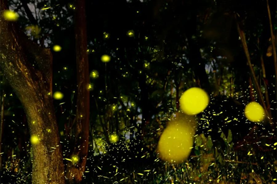 Summer night glow: Where to see fireflies in Shanghai