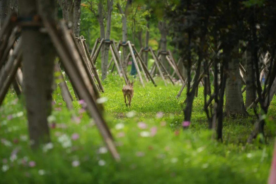Wildlife reintroduction program revitalizes ecosystem in Pudong