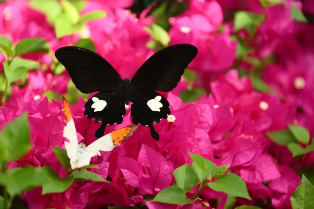 The 14th Butterfly Exhibition at Shanghai Zoo.jpg