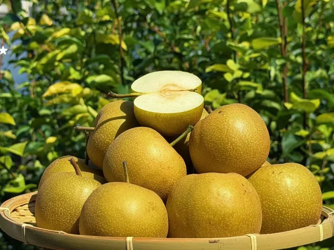 Cuiguan pears.jpg