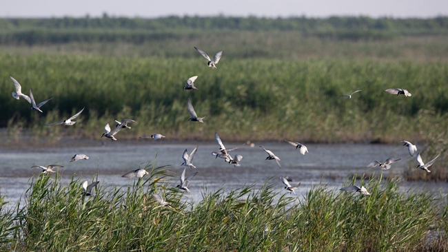 Shanghai Chongming Dongtan added to World Heritage List10.jpg