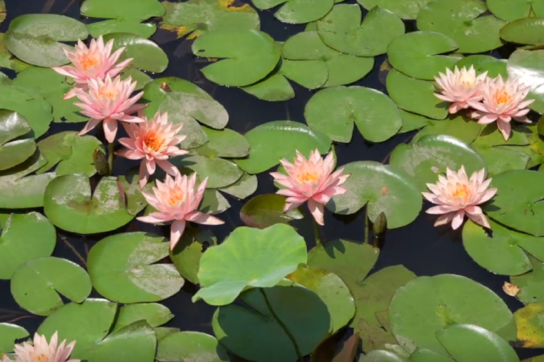 Water lilies at Gucun Park.png
