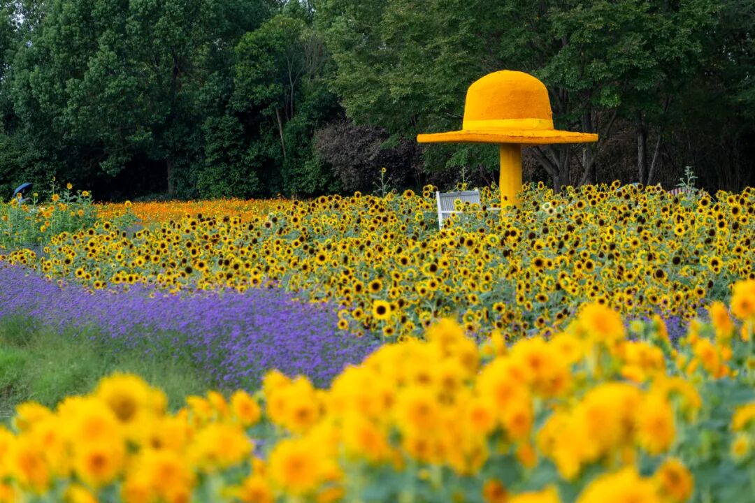 Shanghai's autumn palette: Journey through nature's masterpiece