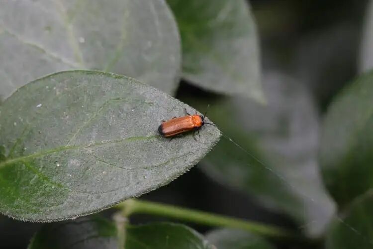 Xinjiangwan Wetland firefly.jpg