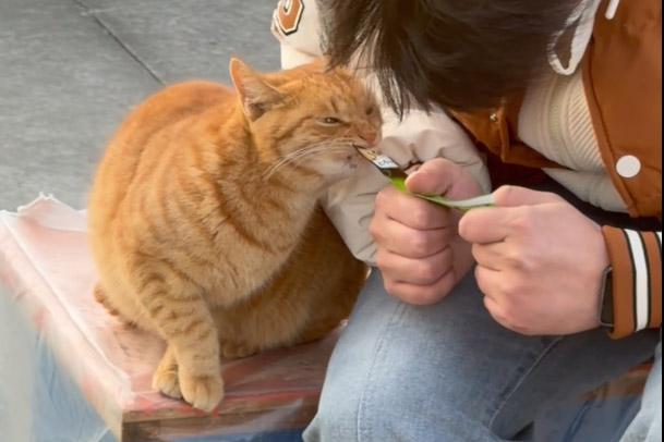 How to adopt a cat from Shanghai Cat Island?