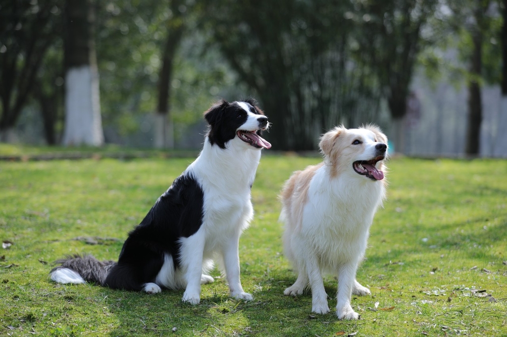 What to do if I want to keep two dogs? 
