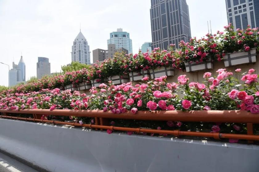Shanghai's Roads Captivate Motorists, Passengers