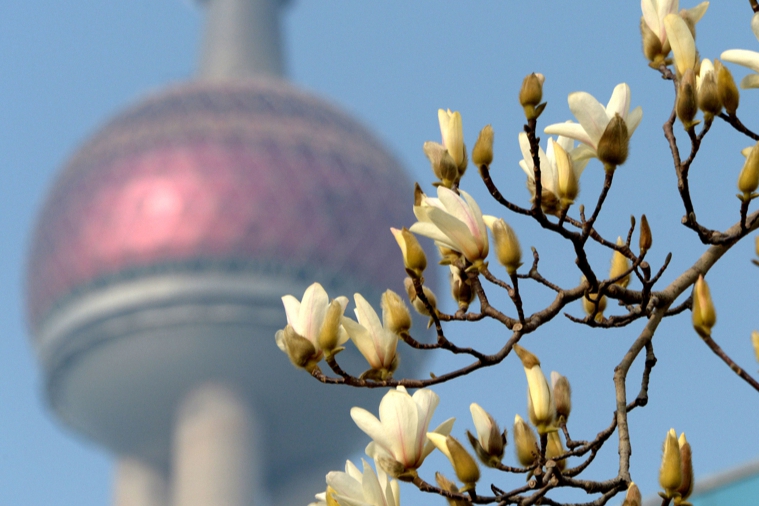 Shanghai welcomes spring with white magnolia festivities