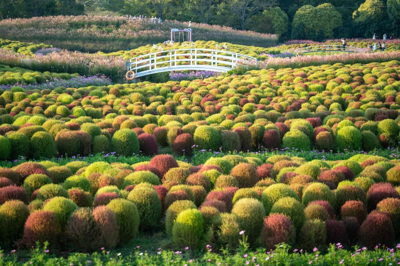 Countryside Escapes | Jinshan: Flower fields, fruit farms, and waterside villages