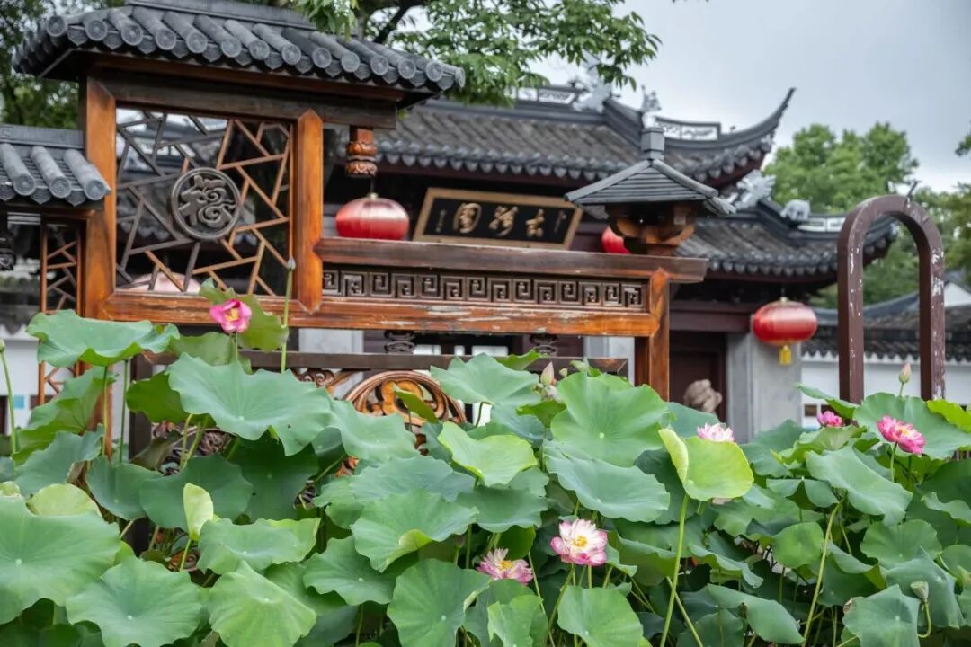 Lotus flowers bloom against a backdrop of traditional Chinese architecture at Guyi Garden.jpg