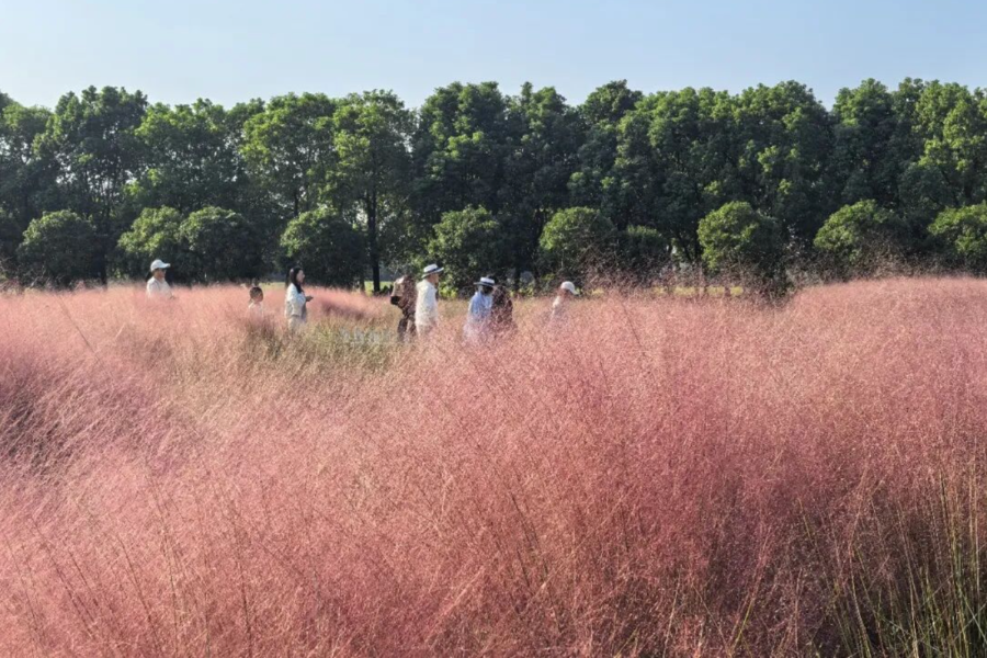 Pink muhly grass draws crowds to Jiabei Country Park