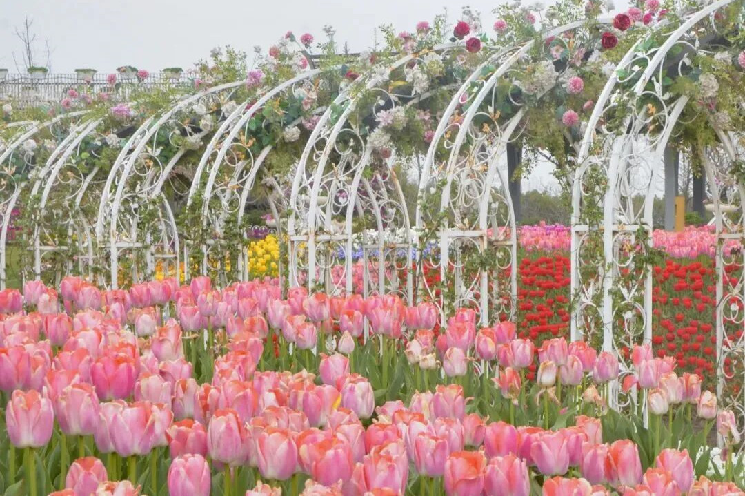 Shanghai in bloom: Where to see flowers this spring